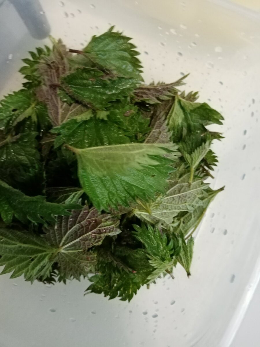 листья крапивы