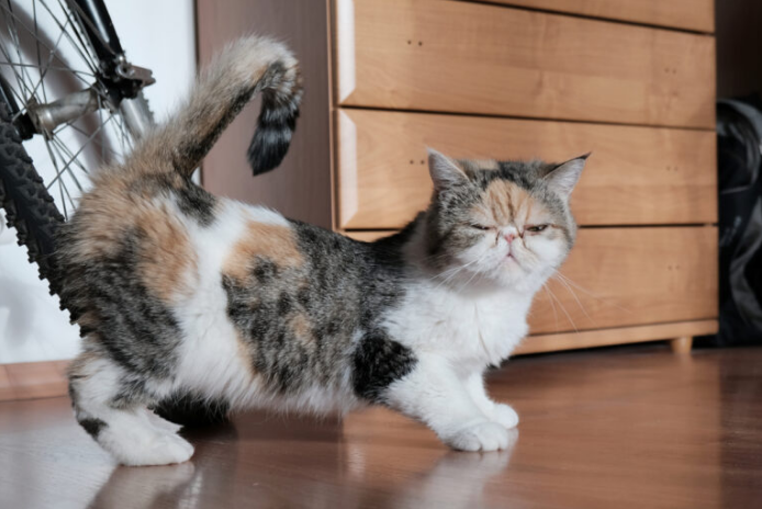 Кошка выгибается