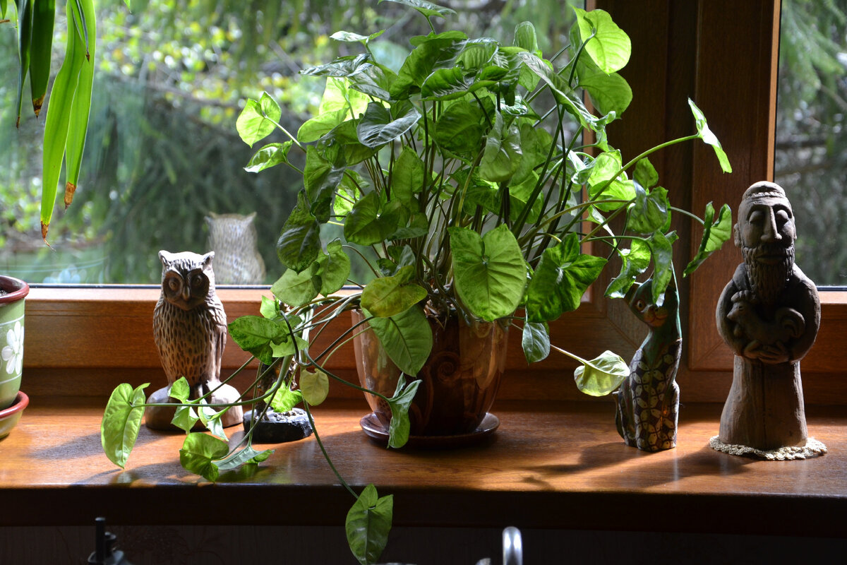 Фото с Яндекс.картинки