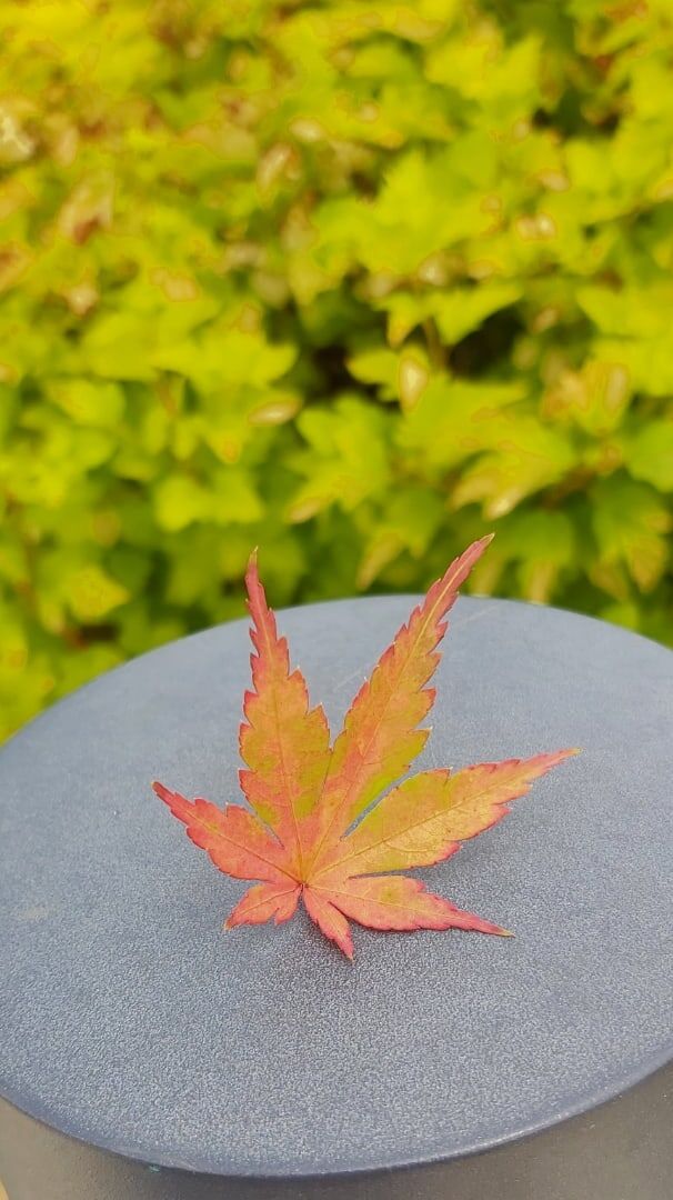 Настанет миг и лето потускнеет,
Забрав с собой последний солнца луч.
И образ твой внезапно побледнеет,
Насколько б сердце ни был он живуч.

Поникнут травы и деревья вскоре,
Цветы увянут, кутаясь в туман.
Подёрнет дымкою лазурь на небосводе
Как будто всё, что было - лишь обман:

И зелень буйная, и птицы оголтелые,
И свежий запах скошенной травы,
И персики румяные и спелые,
И летние надежды и мечты.

Едва заметная кошачьей мягкой поступью,
Позолотив листву, заявит о себе.
Колючей и промозглой серой моросью
Вновь осень постучится в дверь ко мне.

А мне так хочется ещё немного лучиков
Вплести в венок из полевых цветов.
И свежих с грядки прихватив огурчиков,
Петь песни под гитару у костров.

И верить в то, что лето не закончится,
Что не ворвутся в душу холода.
Что древнее исполнится пророчество
И райским садом снова станет мать-Земля. 