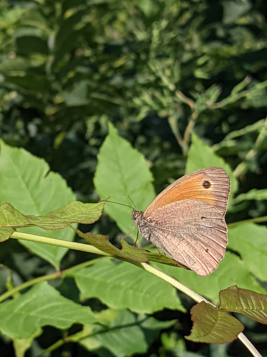 Воловий глаз