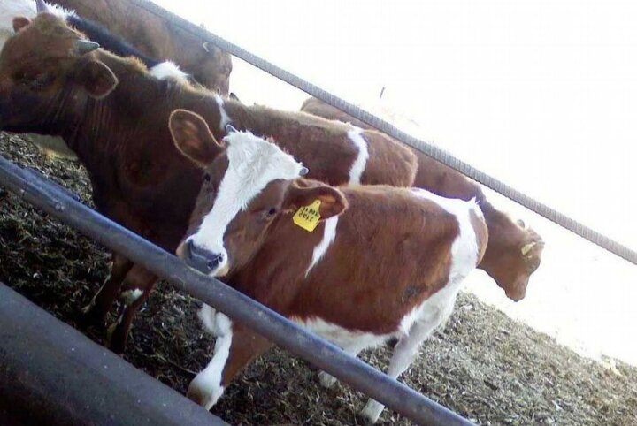 Возможно это Ваши будущие коровки