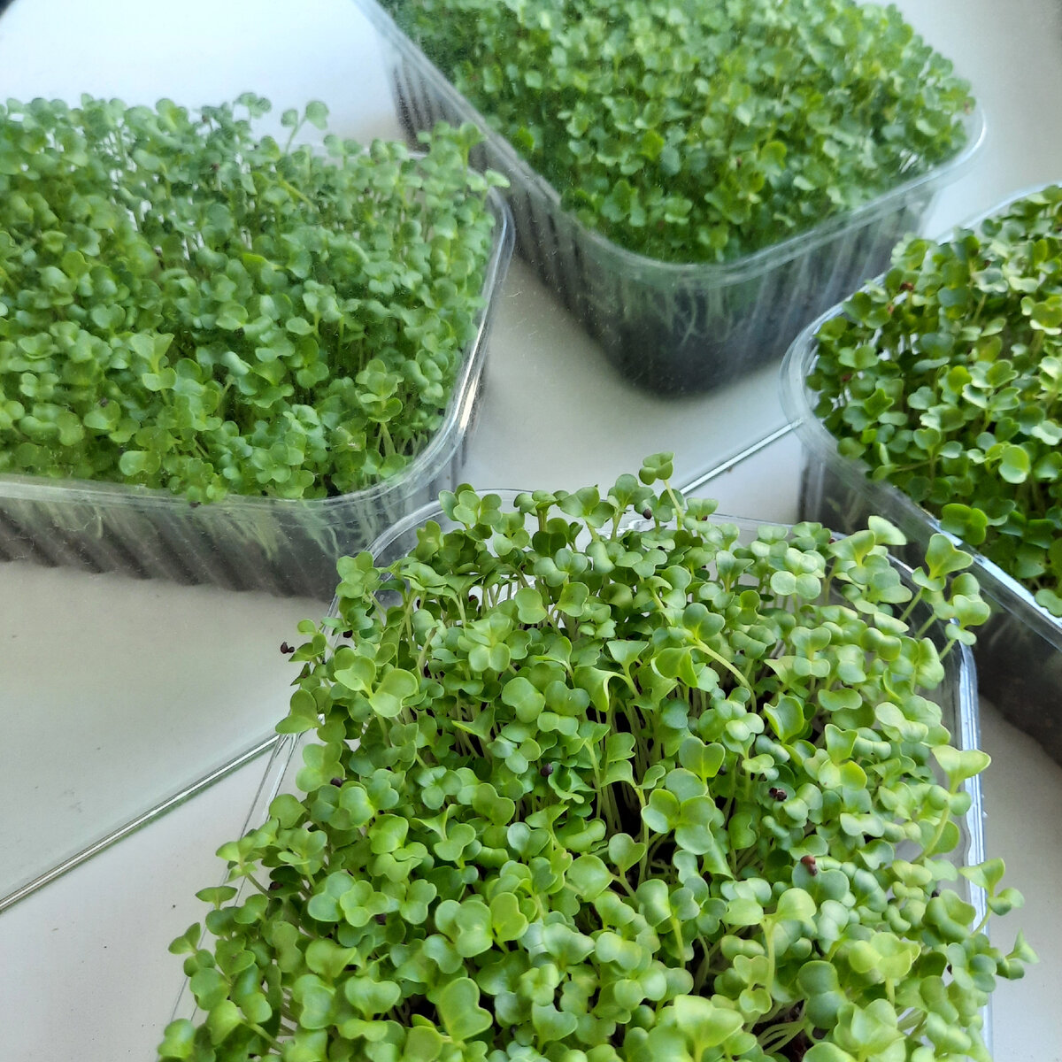 Микрозелень на 7 день