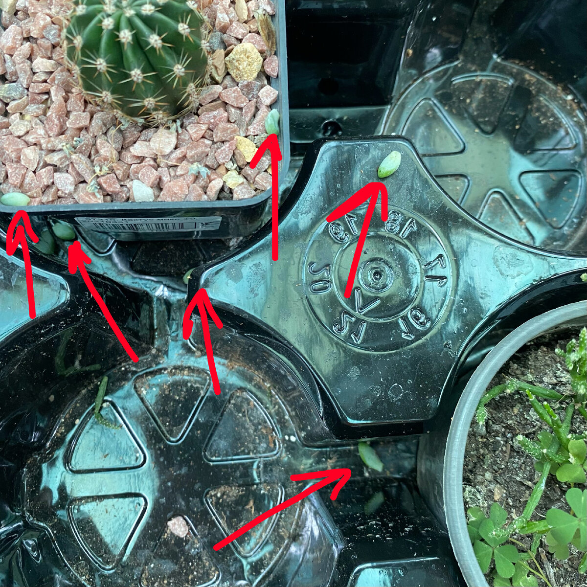 Я - вот столько