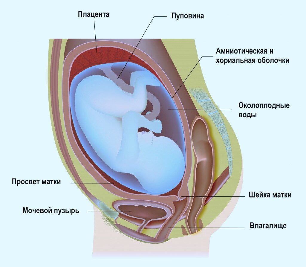 Так выглядит домик плода