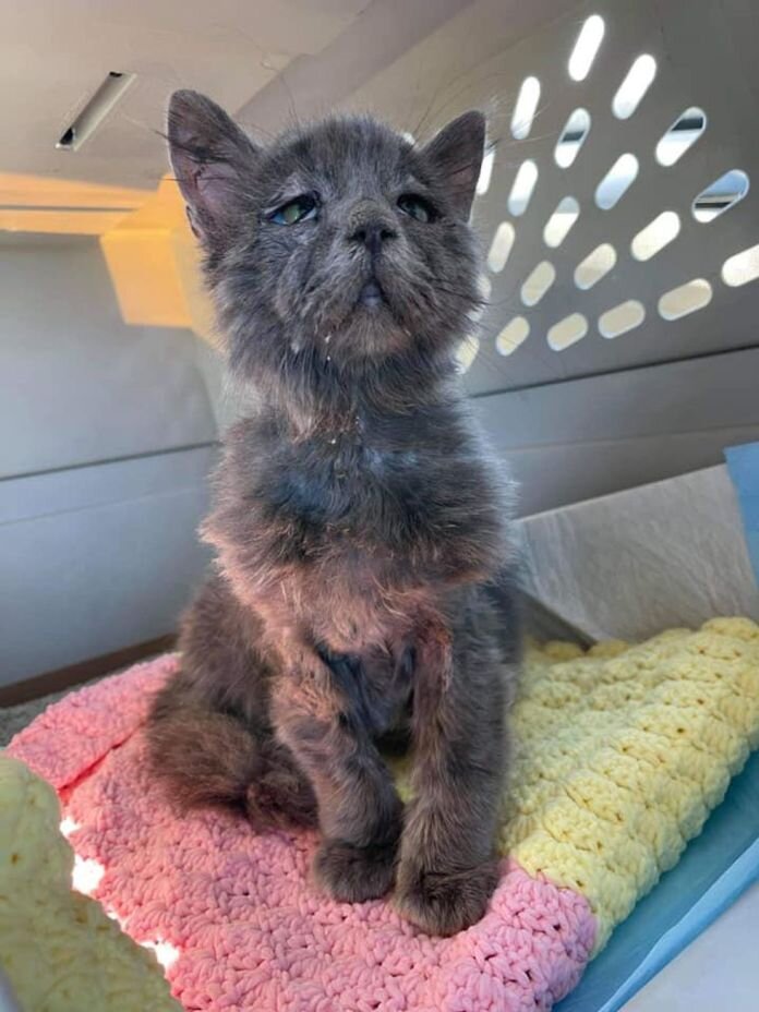 Котик. Источник фото: https://cheezburger.com/15416581/kitten-with-rare-condition-who-always-looks-sad-becomes-a-total-cuddle-monster