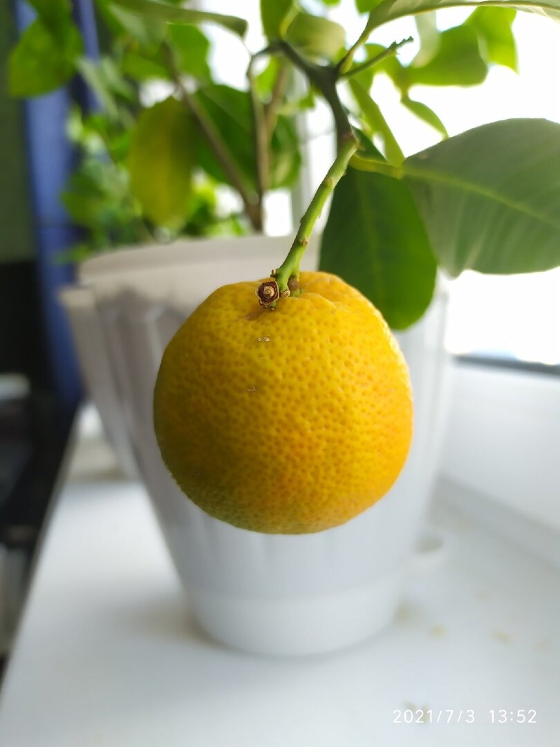 Фото Мальневой Александры плод ее каламондина 31 июля 2021 года
