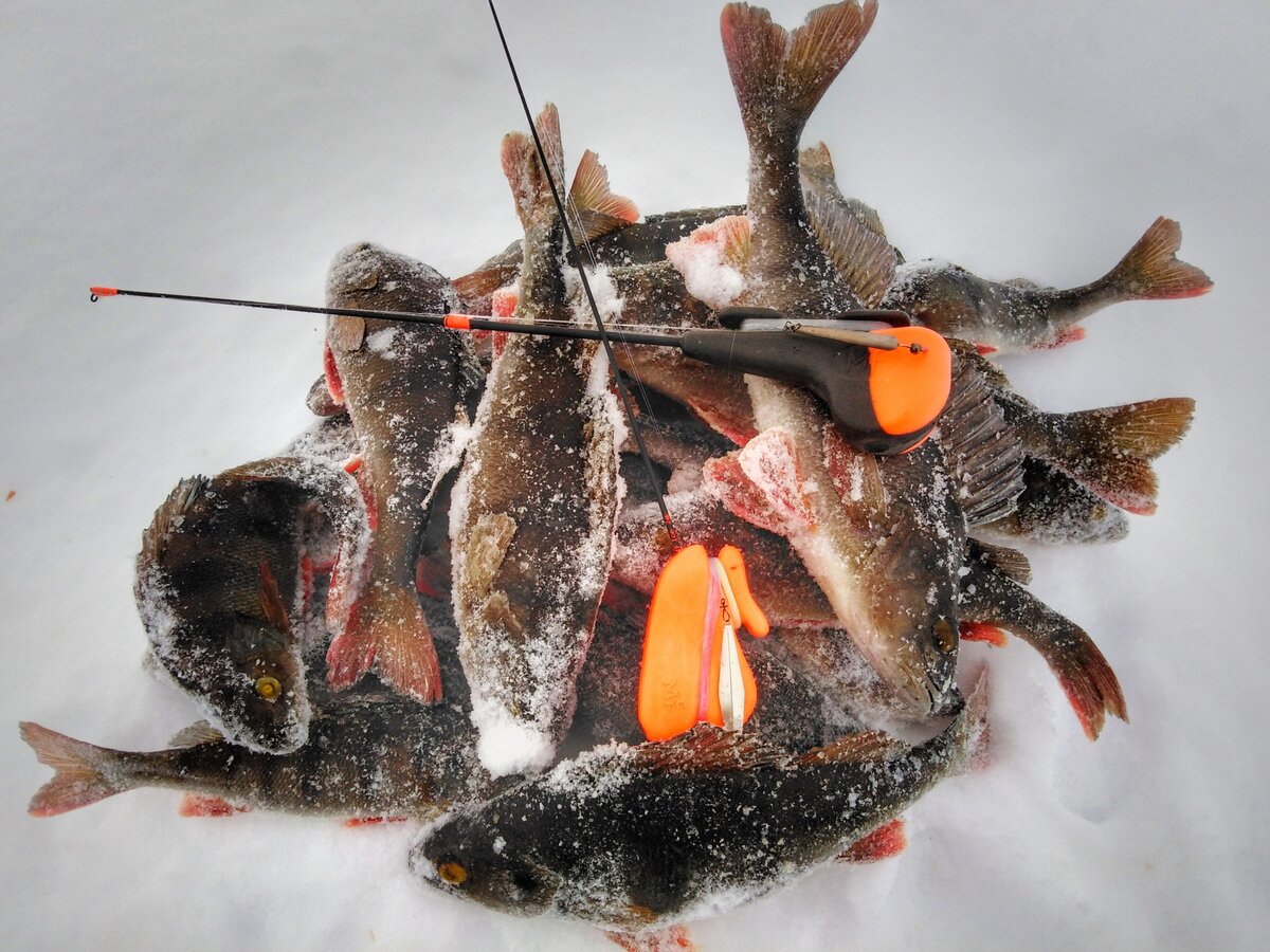 Окунь со льда на блесну. Рыбалка по первому льду на окуня. Ловля окуня зимой на блесну. Окунь в феврале на балансир. Окунь со льда на блесну.