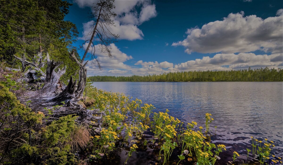 Яндекс.Картинки