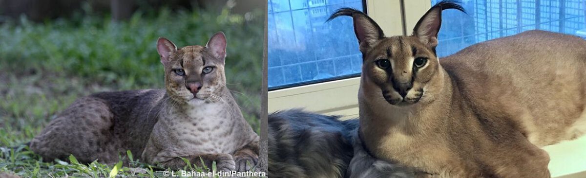 Найди 10 отличий. Слева — золотая кошка, справа — каракал. 