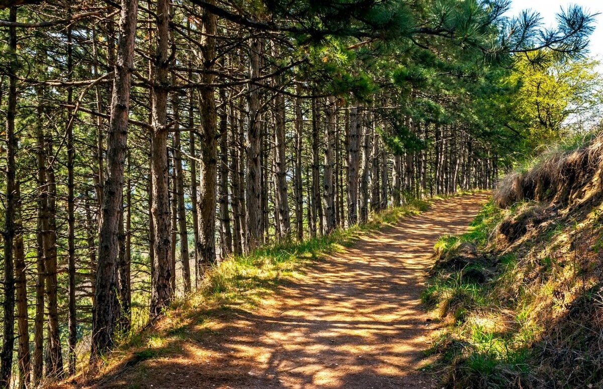 курортный парк ессентуки терренкур. курортный парк кисловодск терренкур 3. фото третий терренкур в кисловодске. курортный парк железноводск. курортный парк кисловодск терренкуры.