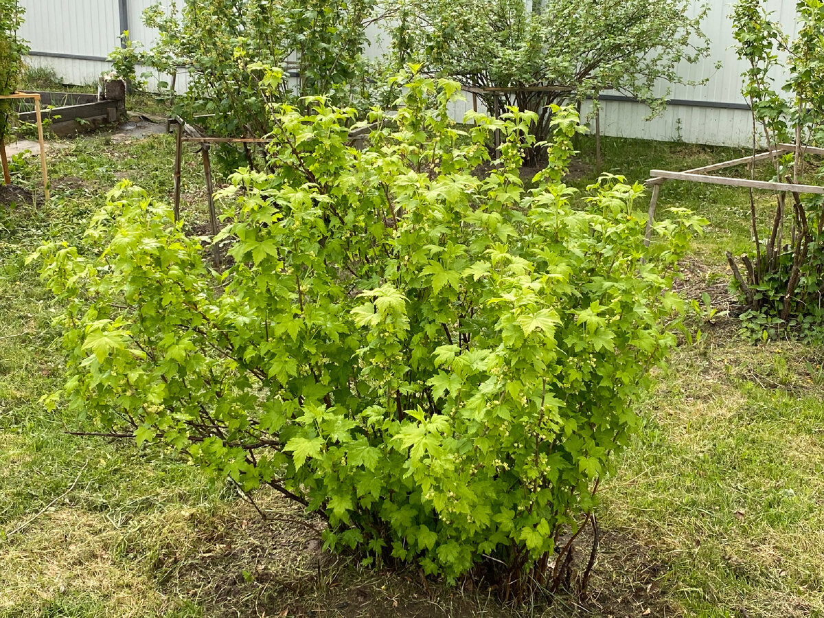 Куст смородины после прополки на канале: В ХОЗЯЙСТВЕ ПРИГОДИТСЯ. Обратите внимание, как оживает растение после удаления сорняков вокруг куста