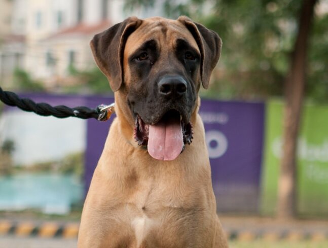 Американский мастиф (Фото: https://www.flickr.com/photos/courtmaster/5585619527/)