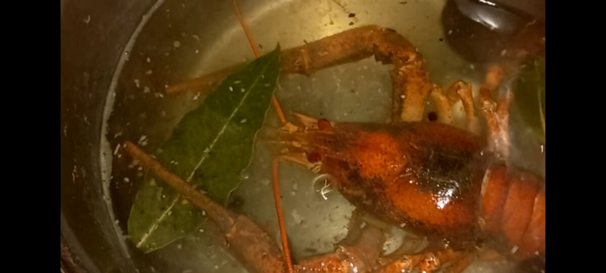 Рак краснеет при варке