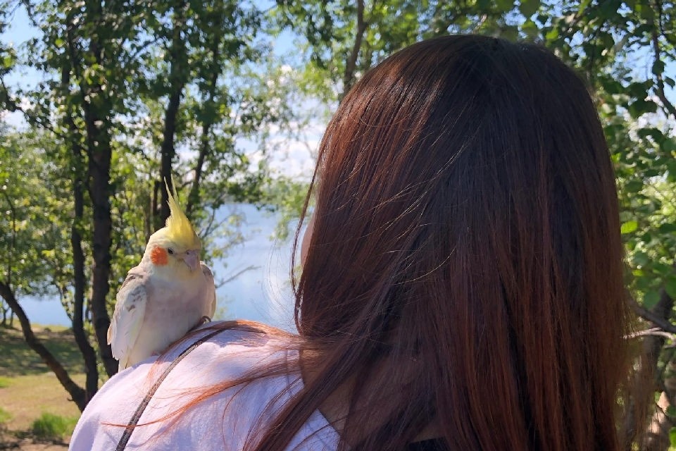    Хозяева пташки быстро нашлись. Фото: Николай Зобов