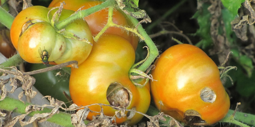 Спасаем Томаты От Вредителей И Болезней!