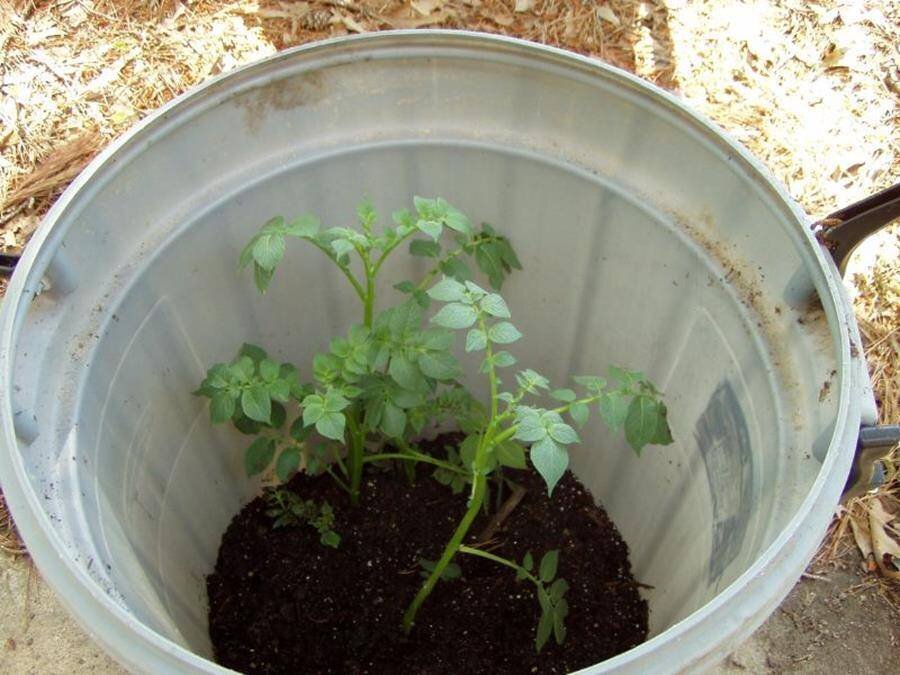 Выращивание картофеля домашних условиях. Посадка картошки в ведрах. Вырастить картошку в ведре. Посадка картошки в бочках. Картошка в бочке вырастить.