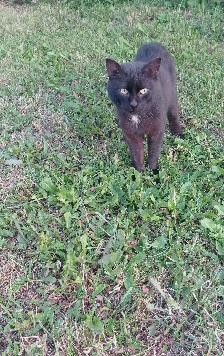 Новый кот, кто потерял? 