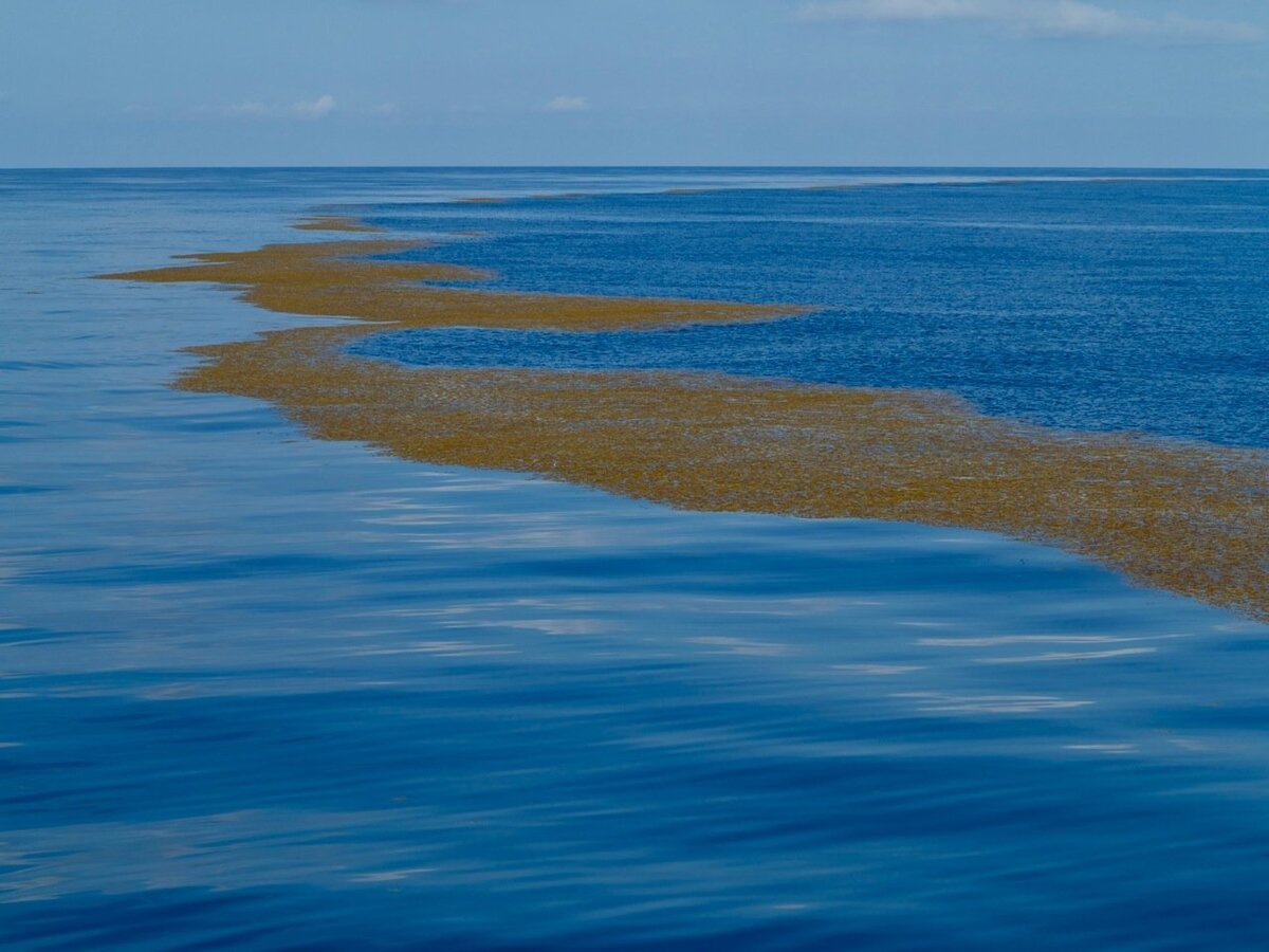 Единственный море. Атлантический океан Саргассово море. Саргассово море водоросли. Граница Саргассова моря и Атлантического океана. Саргассово море море без берегов.