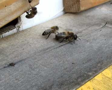 Пчела гонит трутня.