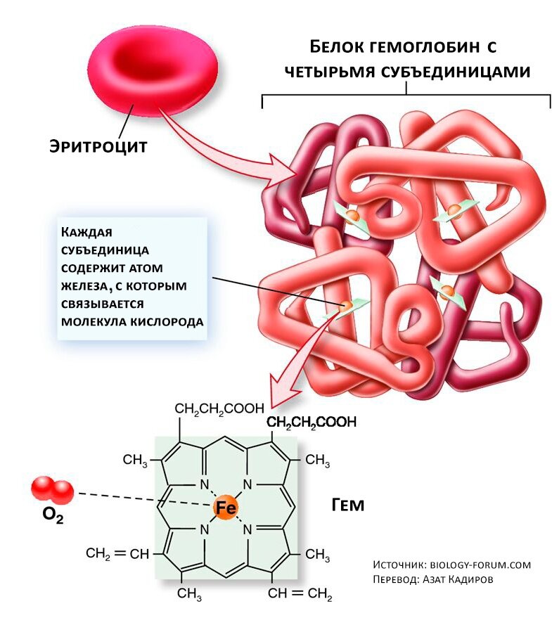 Эритроциты и гемоглобин