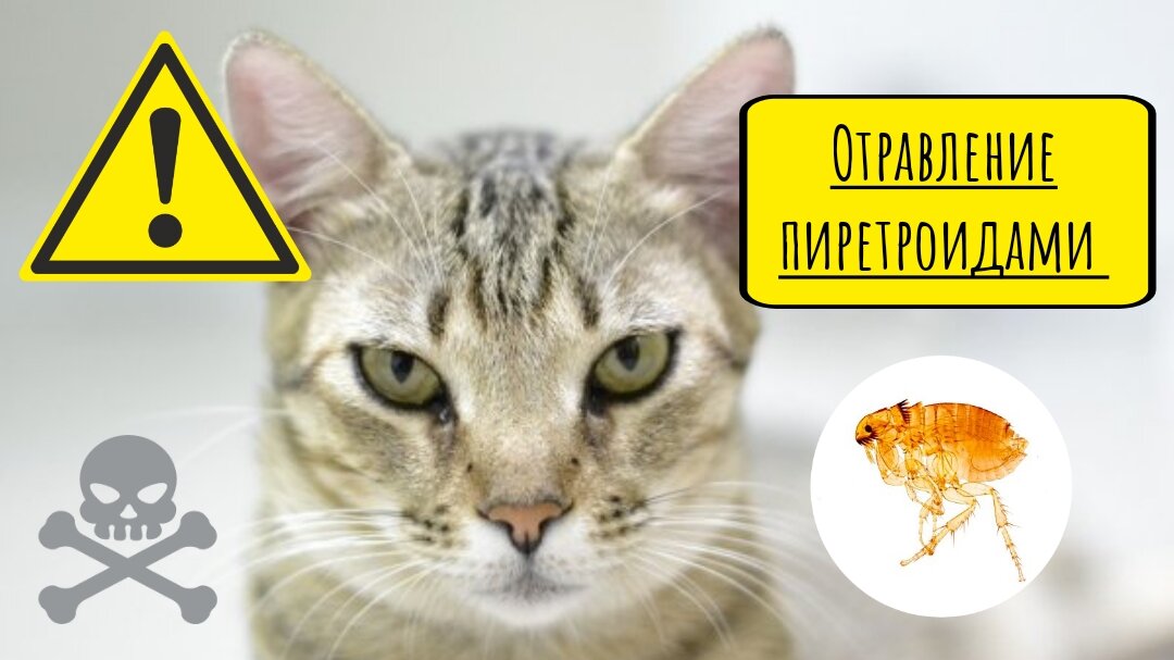 Чем кормить кошку после отравления - Purina