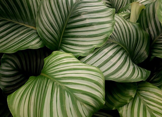 Калатея Кроката (Calathea Crocatha)