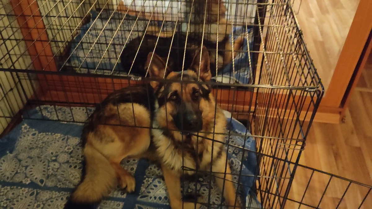 Потихоньку приучаю к клетке :(