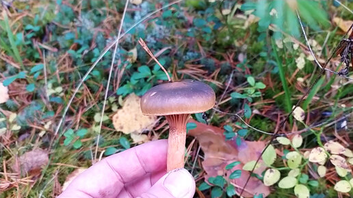 Мокруха пурпуровая (Chroogomphus rutilus). Как выглядит гриб на месте произрастания.