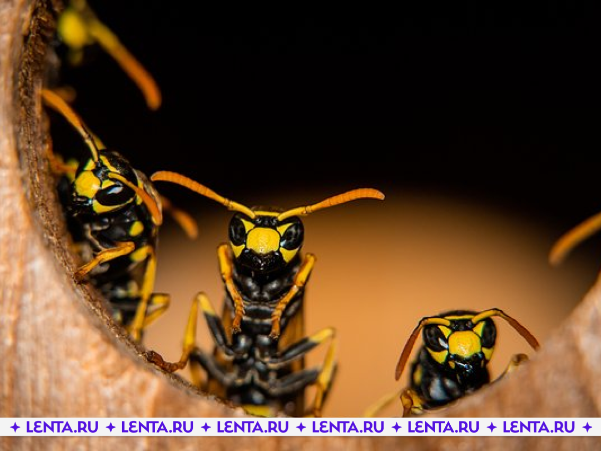 Фото: Jeroen Mikkers / Shutterstock / Fotodom