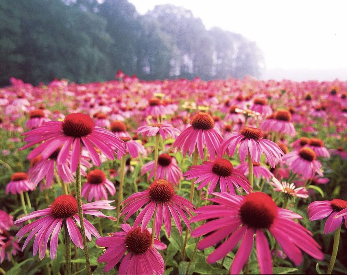 Травы для защиты от радиации и укрепления иммунитета