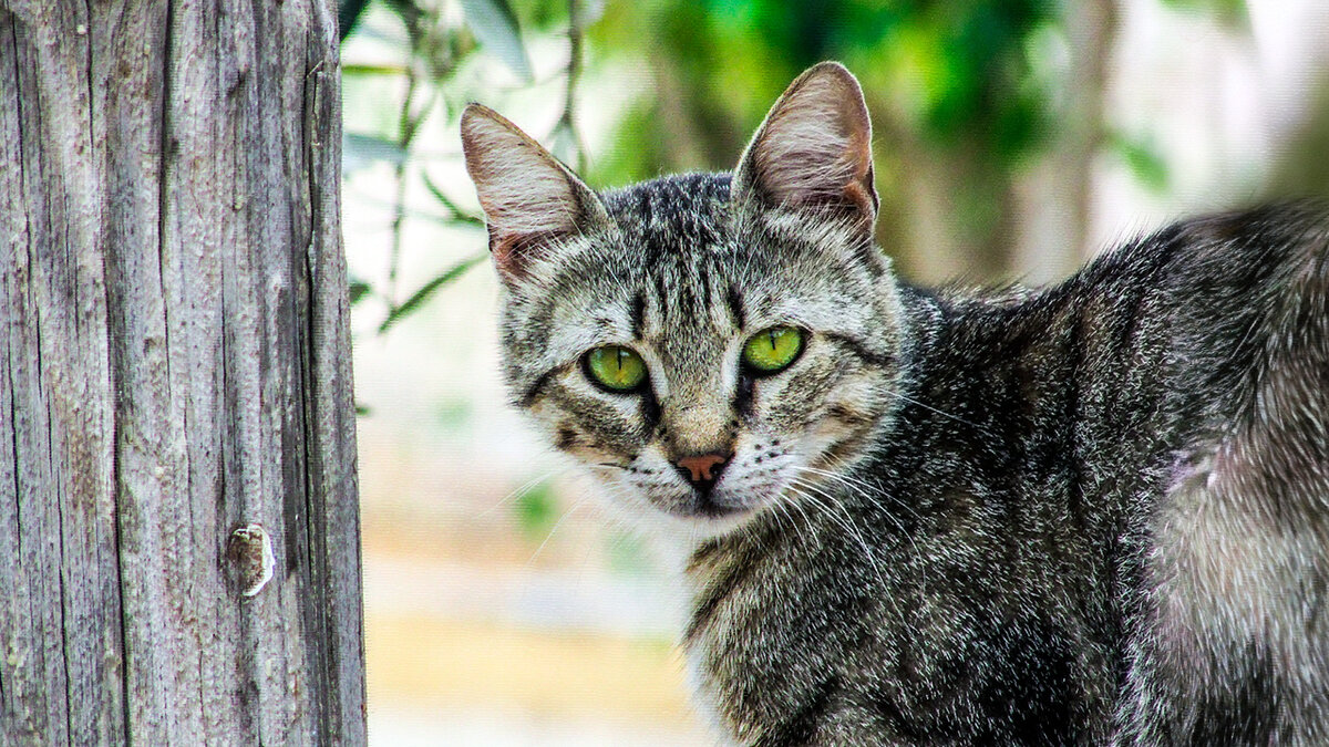 источник фото: get.pxhere.com