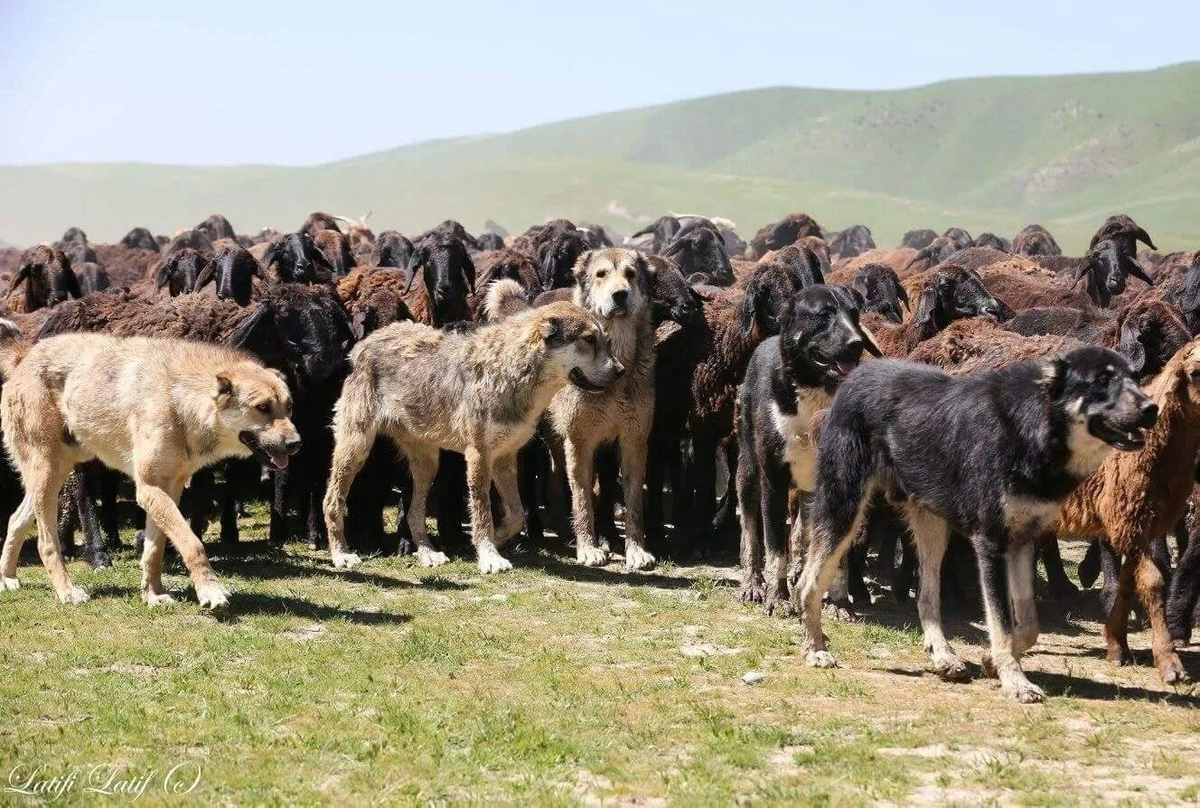 Так вот что означает «волк в овечьей шкуре»!