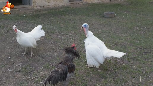 Джерсийский петух против индюка 🦃 индюк против павлина ❓ кто сильнее в дворовых разборках