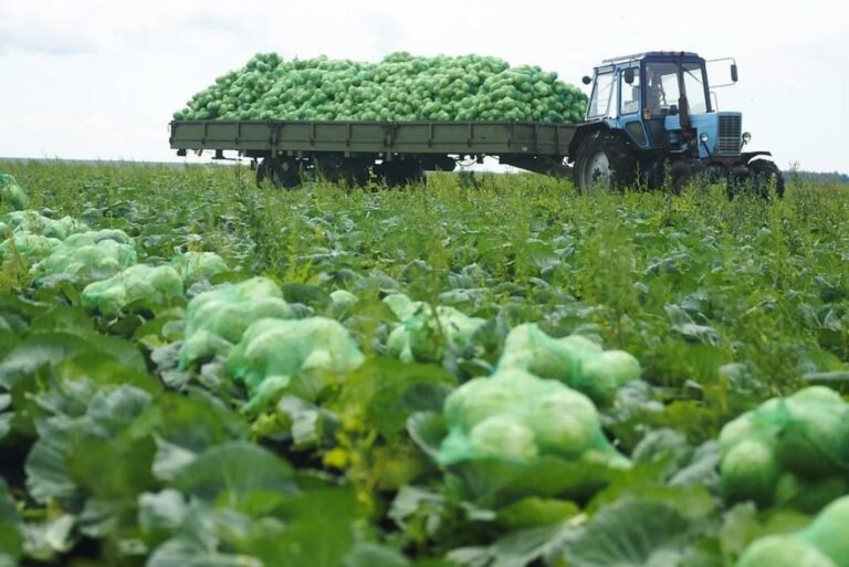    В Оренбуржье продолжается уборка овощей открытого грунта Марина Шарт