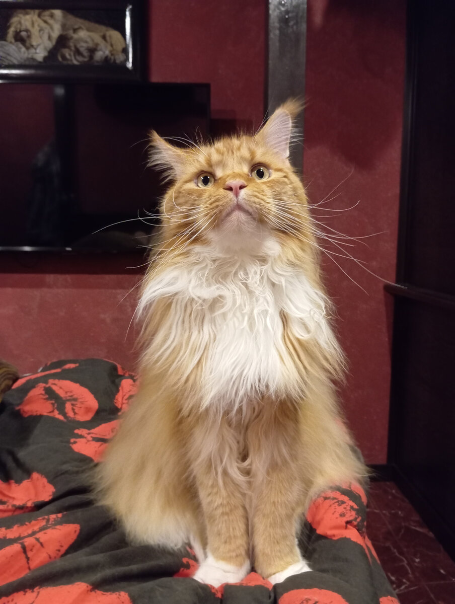 Мейн кун Стёпа.