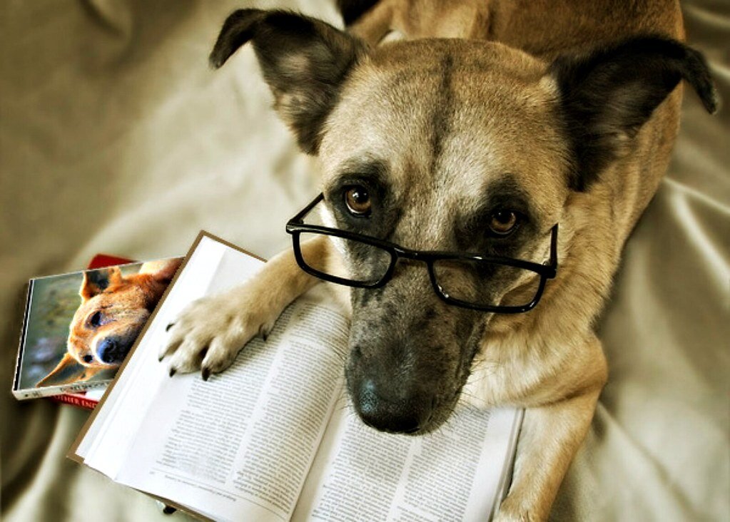 источник фото: https://live.staticflickr.com/65535/48889569966_77ebd7368a_b.jpg