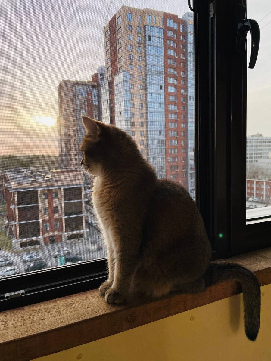 Этот кот уже переехал в свой дом. А вы?