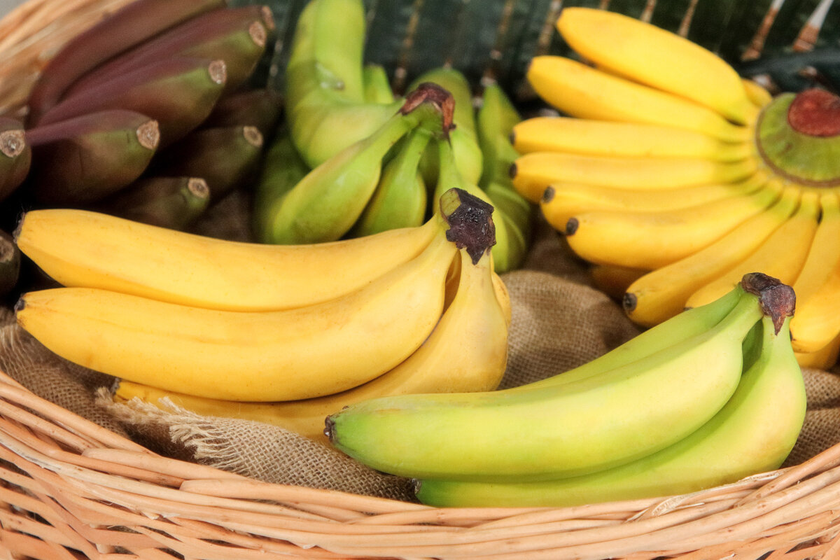 банан 5 букв. примеры банановых республик. банан дорест. Musa textilis банан текстильный. банан 5 букв.