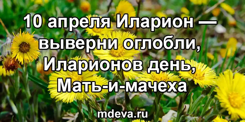 10 апреля по народному календарю Иларион — выверни оглобли, Иларионов день, Мать-и-мачеха