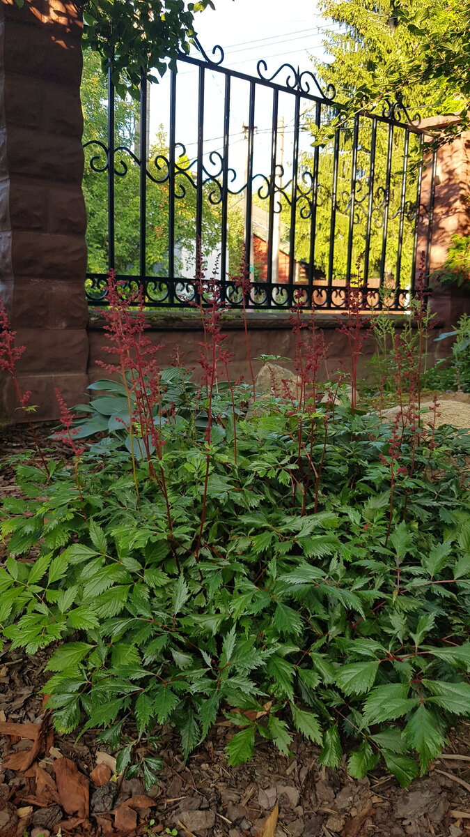 Астильба японская "Montgomery"