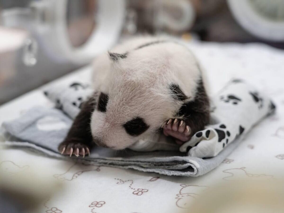 Московская панда с детенышем. Вес панды. Детёныш панды в Московском зоопарке. В Московском зоопарке родилась Панда. Панда родила.