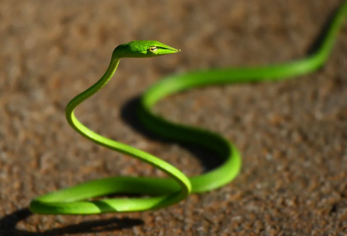 Тонкая змейка. Змея длиннорылая плетевидка. Травянисто-зелёная плетевидка. Виноградная змея (длиннорылая плетевидка). Плетевидная зеленая змея.