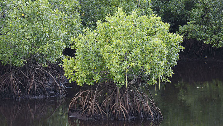 Фото из сети интернет