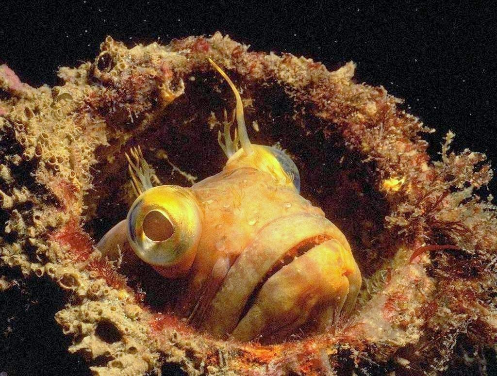 Neoclinus blanchardi. Щучья морская собачка (Neoclinus blanchardi). Морская Тихоокеанская собака. Это морская щучья собачка это рыба.