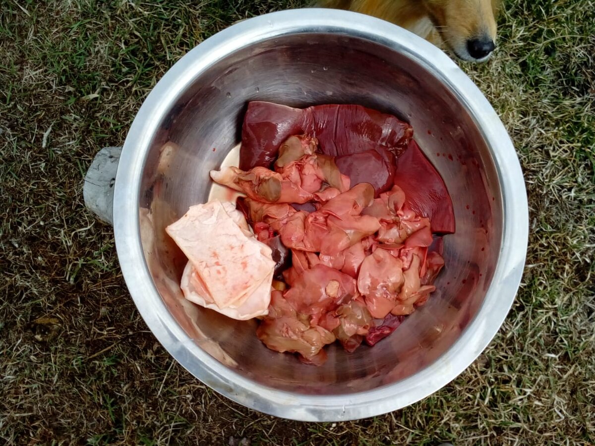 Тазик с печенью и шкурками.