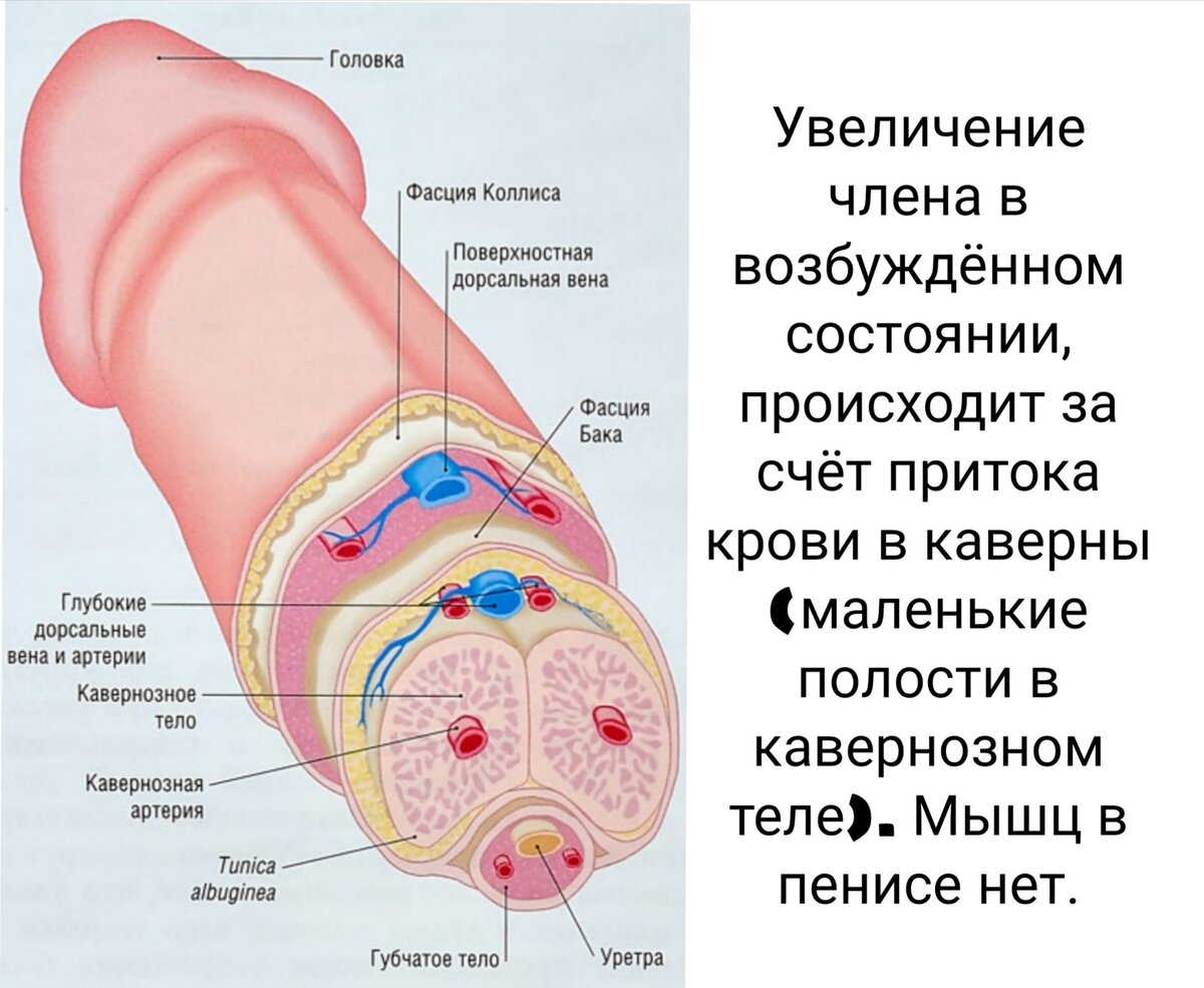 как можно описать член фото 24