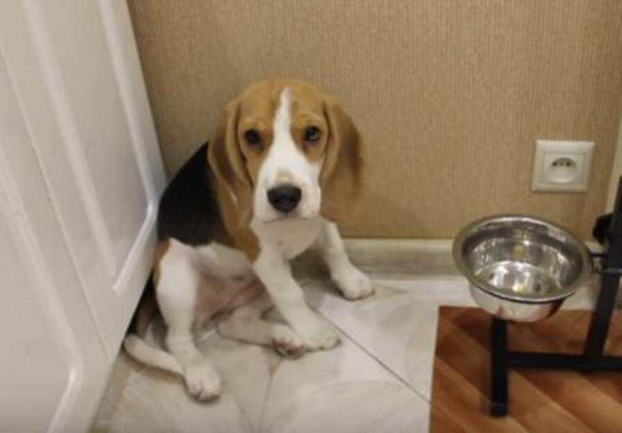 Собака породы бигль