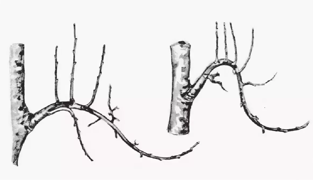 Почему растут ветки. Пригибание веток яблони. Волчковые побеги на яблоне. Обрезка яблони волчки. Волчковый побег на яблоне.