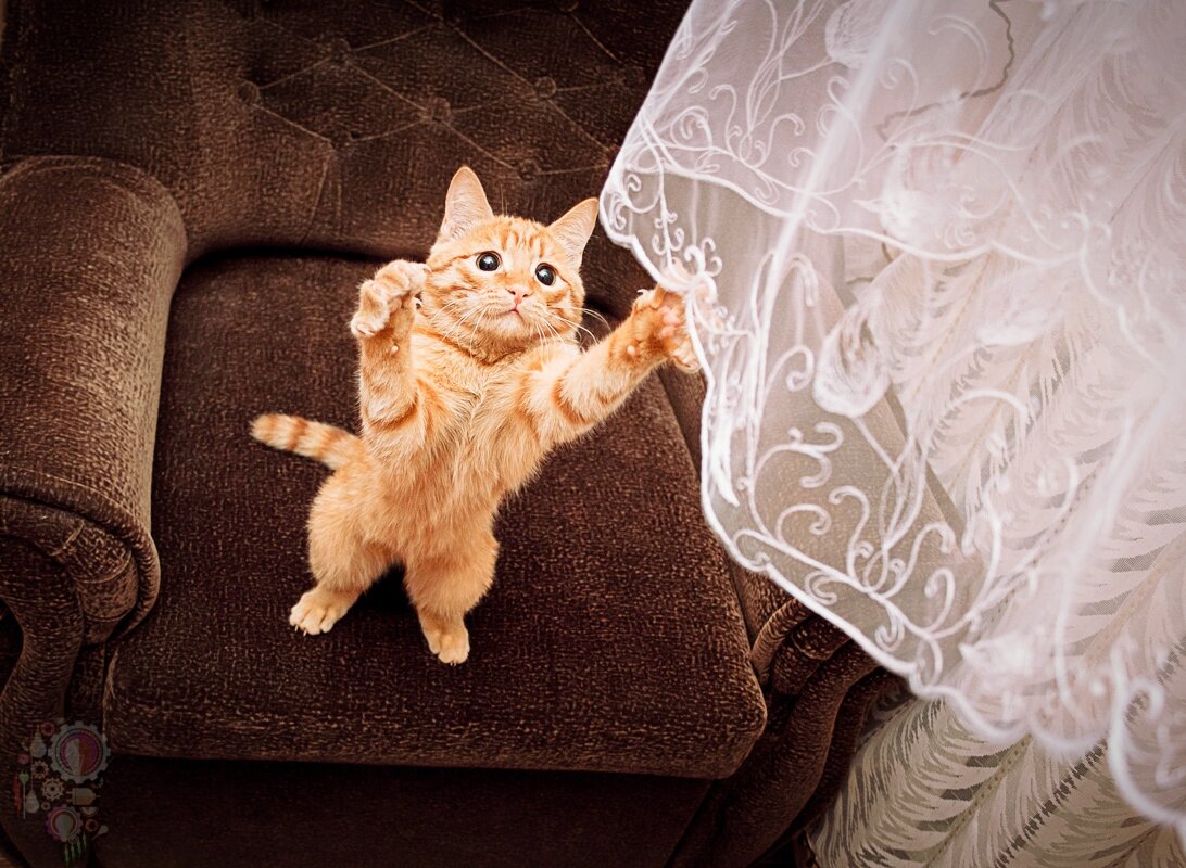 А если Ваш котик будет драть шторы с таким взглядом, вы его будете ругать?